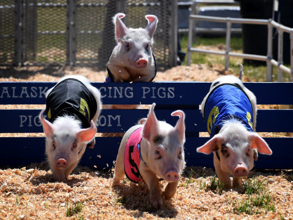30일(현지시간) 미국 캘리포니아주 베이커즈필드에서 열린 컨 카운티 박람회에서 피그 레이싱이 열려 새끼 돼지들이 힘차게 달리고 있다. AFP 연합뉴스