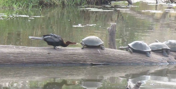 Thomas Vall&eacute;e youtube