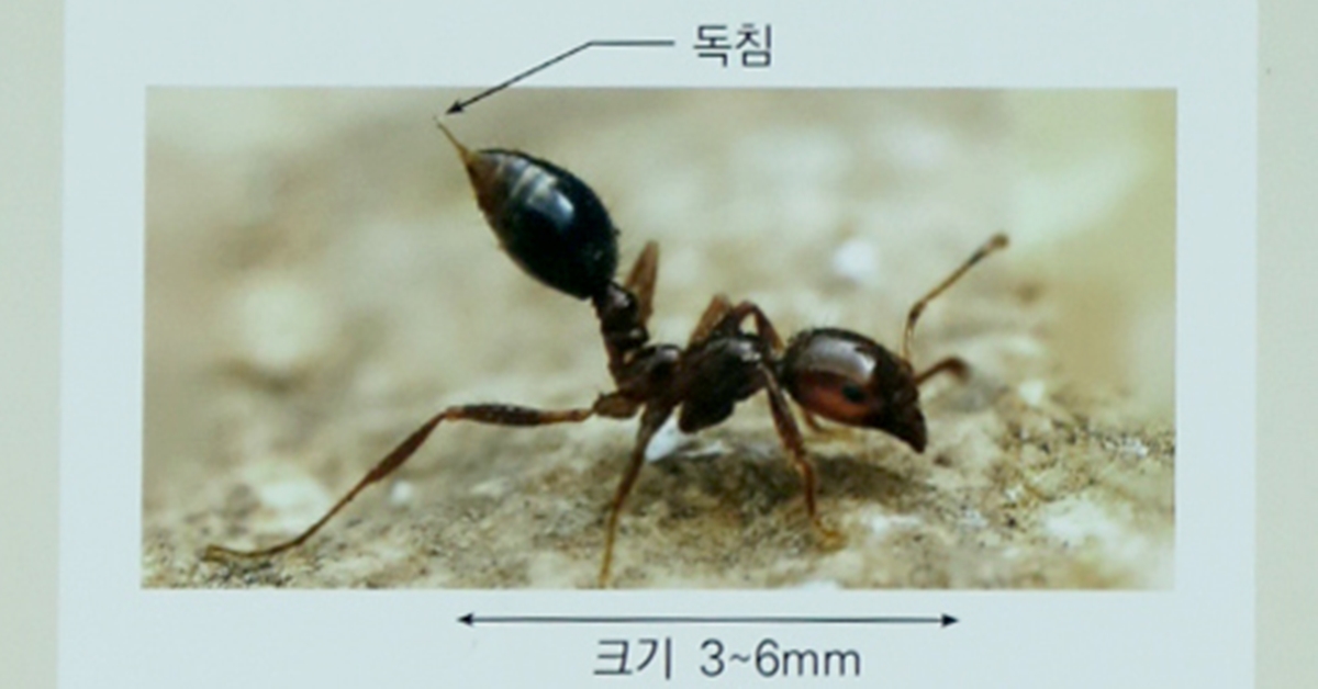 ‘살인 개미’ 붉은 독개미