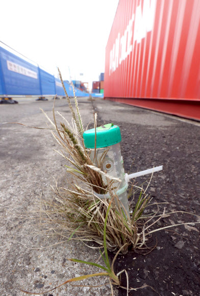 불개미를 찾아라…유인 트랩