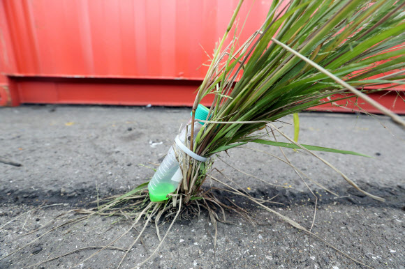 불개미 유인 트랩