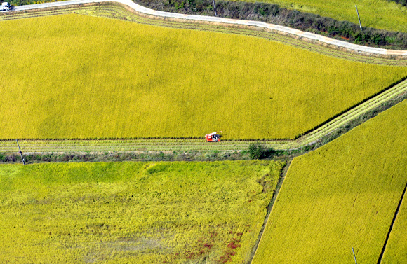 추석 황금연휴 막바지인 8일 헬기에서 내려다본 전북 김제시의 한 황금들녘 모습.  전북사진취재단=연합뉴스