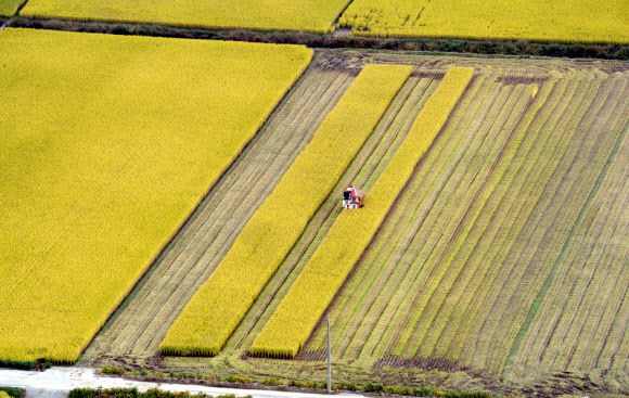 추석 황금연휴 막바지인 8일 헬기에서 내려다본 전북 김제시의 한 황금들녘 모습. 전북사진취재단=연합뉴스
