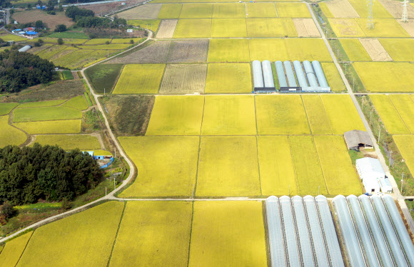 추석 황금연휴 막바지인 8일 헬기에서 내려다본 전북 김제시의 한 황금들녘 모습.  전북사진취재단=연합뉴스