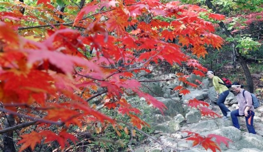 가을산의 붉은 유혹
