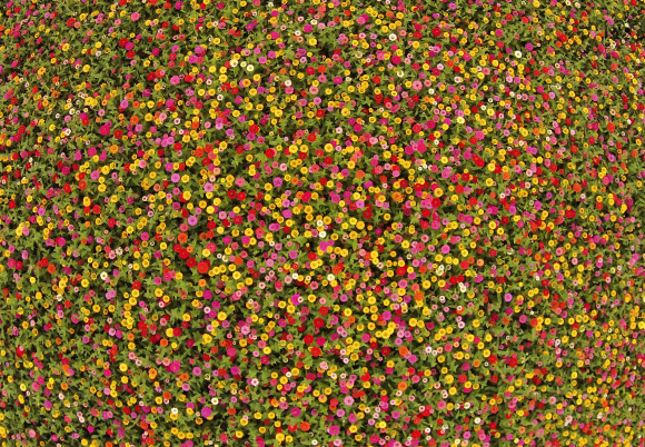 전남 장성군 황룡강 노란꽃잔치가 열리는 황룡강 황미르랜드에 백일홍이 만개해 있다.