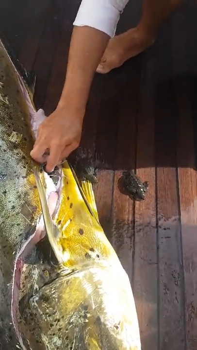 유튜브 영상 캡처. ViralHog.