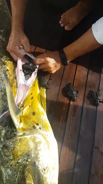 유튜브 영상 캡처. ViralHog.