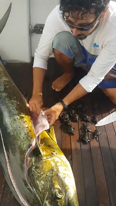 유튜브 영상 캡처. ViralHog.