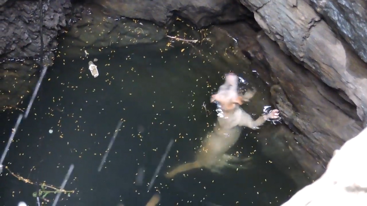 유튜브 영상 캡처, Animal Aid Unlimited, India.