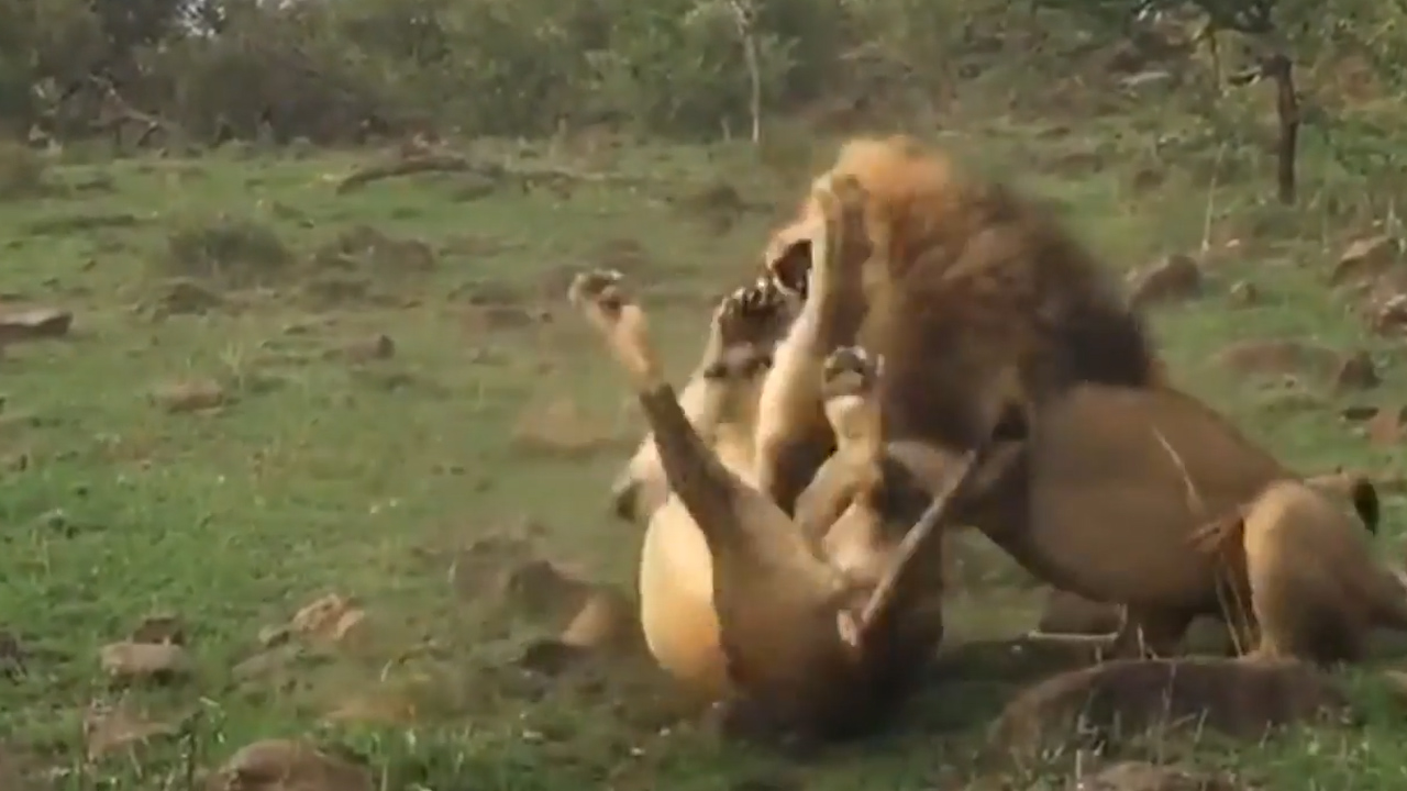 유튜브 영상 캡처. Maasai mara Sightings.