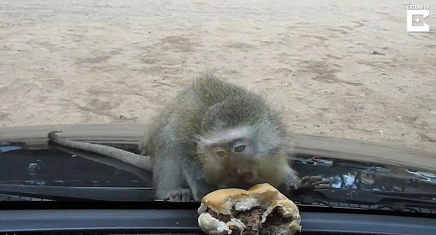 새끼 원숭이가 차 안에 있는 햄버거를 향해 안타까운 몸짓을 계속하고 있다. SNS영상 캡처