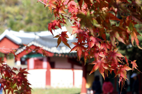 영월 장릉의 가을 풍경