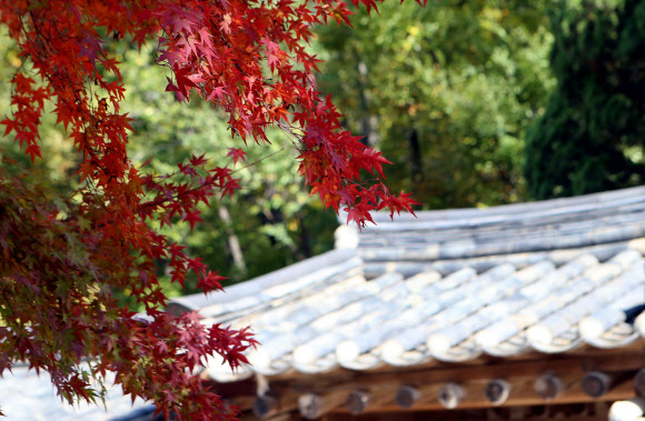 영월 장릉의 가을