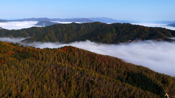 운무 위에 펼쳐진 자작나무 숲 비경