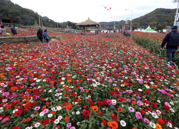 횡성한우축제장 핀 꽃밭