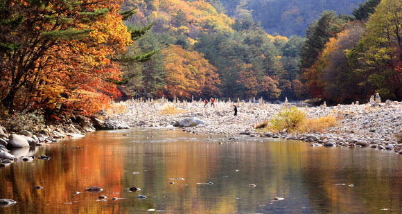 인제 북면 백담사의 단풍이 붉게 물들어 절정을 이루고 있다. 지난 22일 백담사를 찾은 관광객이 단풍이 곱게 물든 산책로를 걸으며 가을 정취를 만끽하고 있다.  인제군 제공=연합뉴스