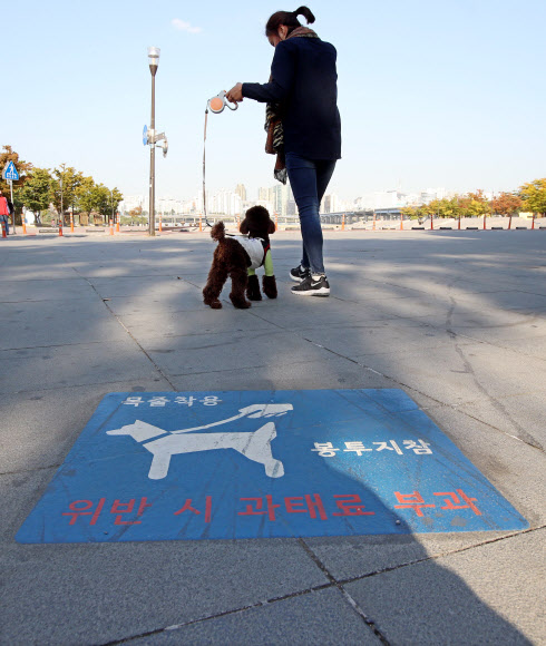 23일 오후 서울 영등포구 여의도한강시민공원에서 한 시민이 목줄을 채운 반려견과 산책을 하고 있다. 정부는 최근 반려견이 사람을 물어 사망에 이르게 한 사건 발생을 계기로 반려견 관리 소홀 등에 대한 처벌을 대폭 강화하기로 했다.  연합뉴스