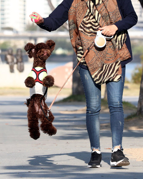 23일 오후 서울 영등포구 여의도한강시민공원에서 한 시민이 목줄을 채운 반려견과 산책을 하고 있다. 정부는 최근 반려견이 사람을 물어 사망에 이르게 한 사건 발생을 계기로 반려견 관리 소홀 등에 대한 처벌을 대폭 강화하기로 했다.  연합뉴스