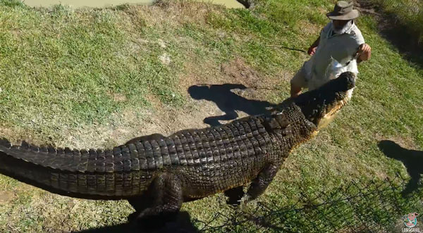 poxdoctor Liveleak / ViralHog youtube