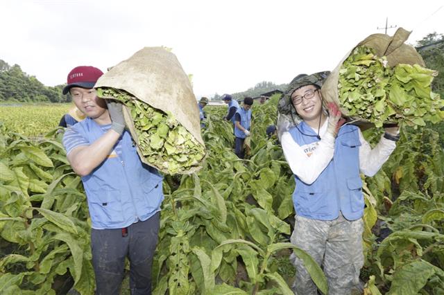 KT&G 직원들이 국내 잎담배 생산 농가를 찾아 수확과 운반을 돕는 봉사활동을 펼치고 있다. KT&G 제공