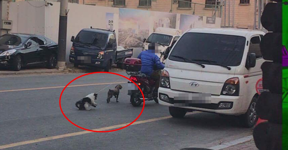 오토바이에 끌려가는 강아지 두 마리. 연합뉴스