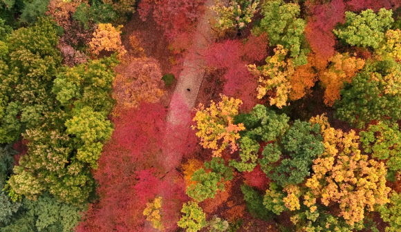 절기상 입동을 이틀 앞둔 5일 오전 서울 강남구 삼성동 선정릉 일대가 오색빛 단풍으로 물들어 있다.  연합뉴스