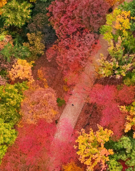 절기상 입동을 이틀 앞둔 5일 오전 서울 강남구 삼성동 선정릉 일대가 오색빛 단풍으로 물들어 있다.  연합뉴스