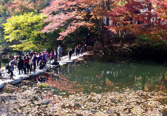 5일 오후 전남 장성군 백양사 ’애기단풍’이 붉게 물들어 절정을 맞았다. 백양사 단풍은 어린아이 손바닥처럼 작고 귀여워 ’애기단풍’으로 불린다.  연합뉴스