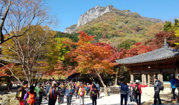 5일 오후 전남 장성군 백양사 ’애기단풍’이 붉게 물들어 절정을 맞았다. 백양사 단풍은 어린아이 손바닥처럼 작고 귀여워 ’애기단풍’으로 불린다.  연합뉴스