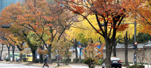 전국적으로 단풍이 절정을 향해가는 5일 서울 종로구 삼청동 일대의 가로수에 가을이 짙어지고 있다.  연합뉴스
