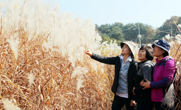 13일 대전시 동구 신상동 흥진마을(대청호 오백리길 5구간)을 찾은 나들이객이 억새를 감상하고 있다. 연합뉴스