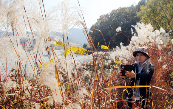 5일 대전시 동구 신상동 흥진마을(대청호 오백리길 5구간)을 찾은 한 나들이객이 억새를 스마트폰에 담고 있다. 연합뉴스