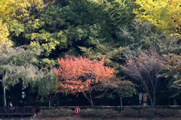 입동을 이틀 앞둔 5일 오후 서울 송파구 석촌호수를 찾은 시민들이 호수를 따라 붉게 물든 산책로를 거닐고 있다.  연합뉴스