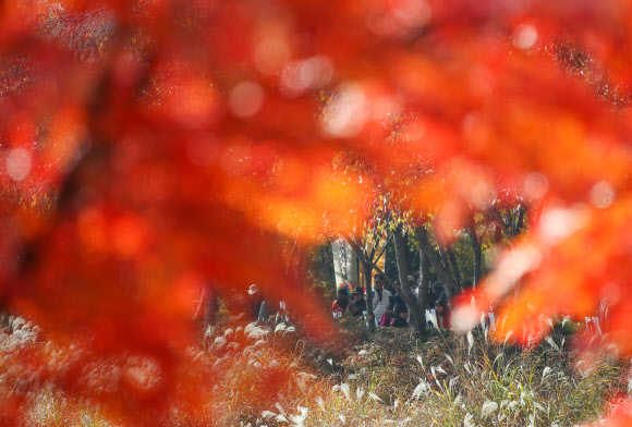 입동을 이틀 앞둔 5일 오후 서울 송파구 석촌호수를 찾은 시민들이 호수를 따라 붉게 물든 산책로를 거닐고 있다.  연합뉴스