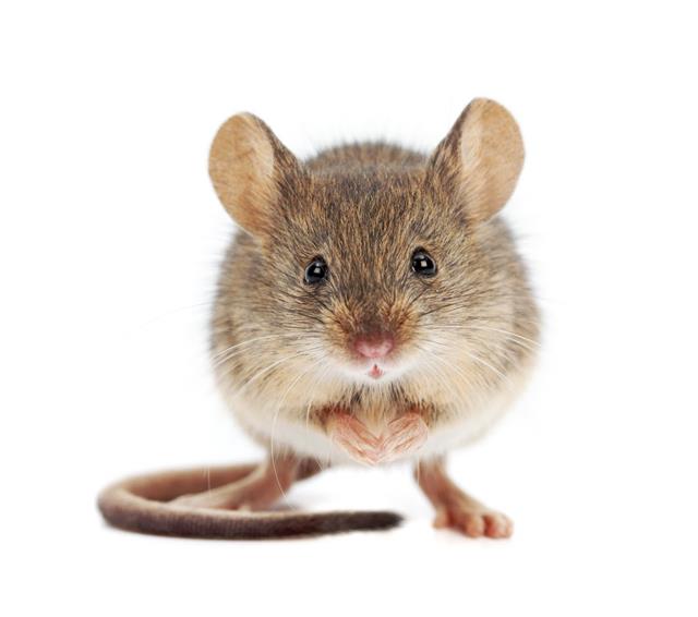 생쥐들도 공동체의 이익을 위해 자신의 이익을 미루고 규칙을 지킨다는 연구결과가 발표됐다. 위키피디아 제공