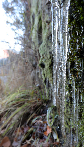 대관령 산간은 벌써 겨울