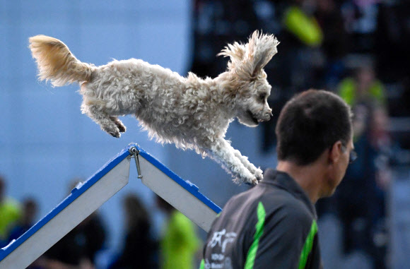 한마리 개가 11일(현지시간) 독일 라이프치히에서 열린 ‘월드 도그 쇼’에 참가해 ‘어질리티 시합’에서 기량을 뽐내고 있다. 이번 쇼에는 73개국의 31,000 마리가 넘는 개들이 참여해 8~12일까지 서로 경쟁하게 된다. EPA 연합뉴스