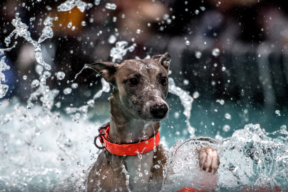 한마리 개가 11일(현지시간) 독일 라이프치히에서 열린 ‘월드 도그 쇼’에 참가해 ‘다이빙 시합’에서 기량을 뽐내고 있다. 이번 쇼에는 73개국의 31,000 마리가 넘는 개들이 참여해 8~12일까지 서로 경쟁하게 된다. EPA 연합뉴스