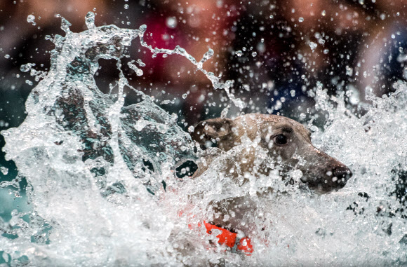 한마리 개가 11일(현지시간) 독일 라이프치히에서 열린 ‘월드 도그 쇼’에 참가해 ‘다이빙 시합’에서 기량을 뽐내고 있다. 이번 쇼에는 73개국의 31,000 마리가 넘는 개들이 참여해 8~12일까지 서로 경쟁하게 된다. EPA 연합뉴스