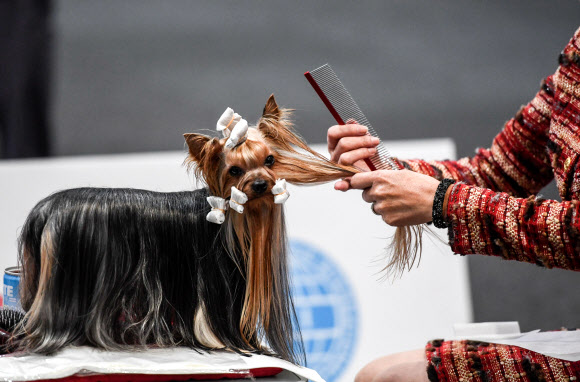 한마리 개가 11일(현지시간) 독일 라이프치히에서 열린 ‘월드 도그 쇼’에 참가해 단장을 하고 있다. 이번 쇼에는 73개국의 31,000 마리가 넘는 개들이 참여해 8~12일까지 서로 경쟁하게 된다. EPA 연합뉴스