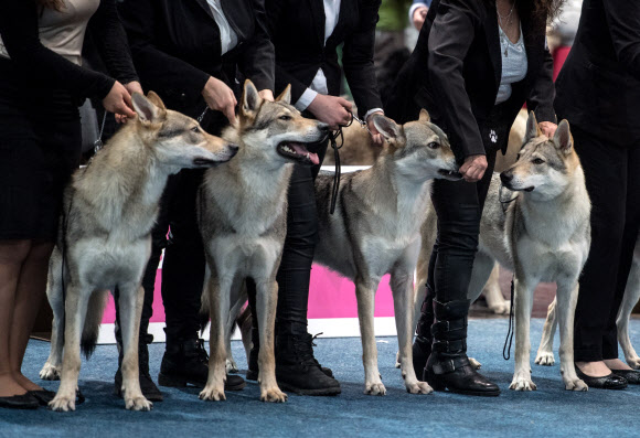 한마리 개가 11일(현지시간) 독일 라이프치히에서 열린 ‘월드 도그 쇼’에 참가해 공연을 하고 있다. 이번 쇼에는 73개국의 31,000 마리가 넘는 개들이 참여해 8~12일까지 서로 경쟁하게 된다. EPA 연합뉴스