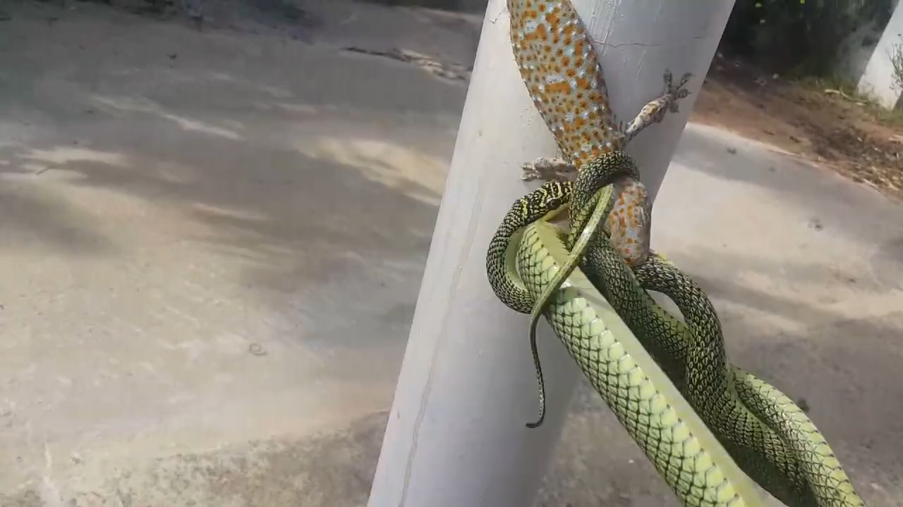 페이스북 영상 캡처. Danny Batchelor.