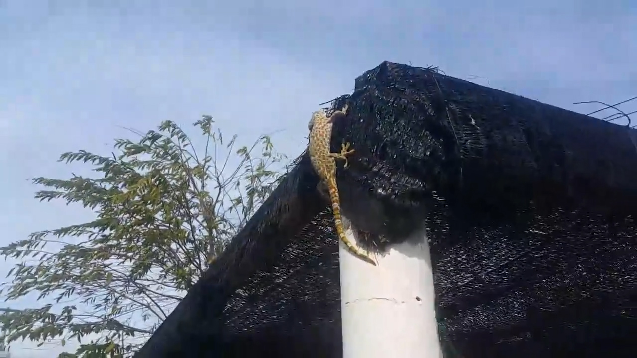 페이스북 영상 캡처. Danny Batchelor.