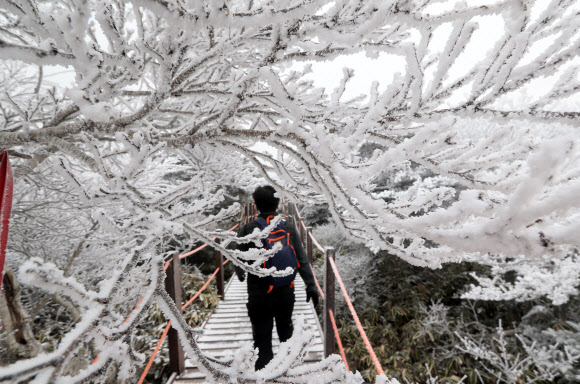 눈꽃 활짝 한라산