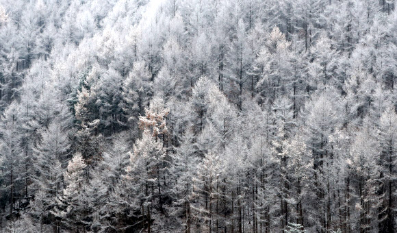 순백의 겨울옷 입은 나무들