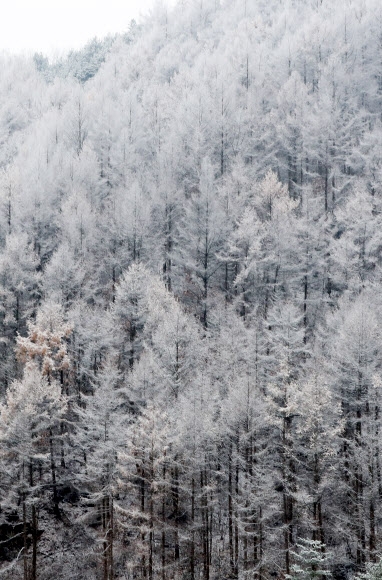 순백의 겨울옷 입은 나무들