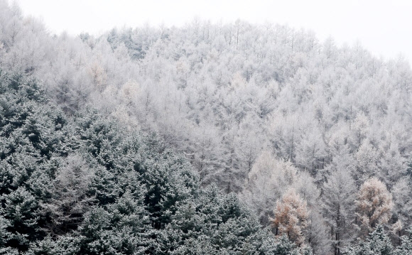 순백의 겨울옷 입은 나무들