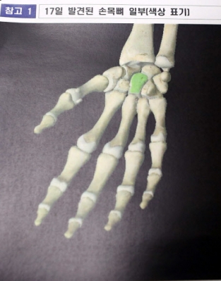 세월호서 발견된 사람 손목 뼈 추정 유골 부위