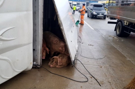 고속도로서 쓰러진 돼지 운송 트럭